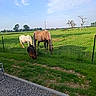 horse, dog, grass, fence, field, sky, tree, rural, outdoor, animal, grazing, nature, farm, pet, greenery, sunlight, pasture, daytime, cloud, landscape