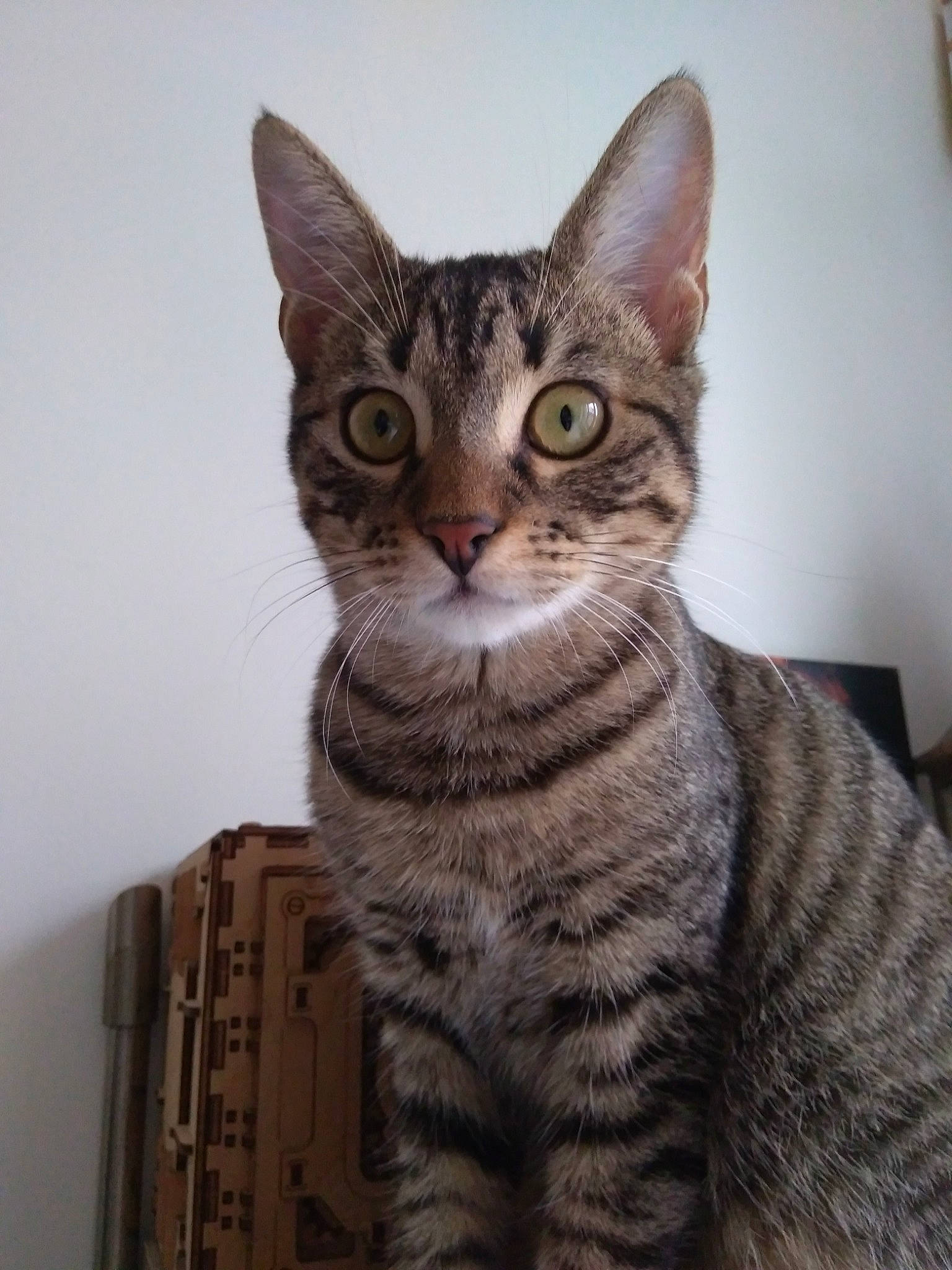 Fifi