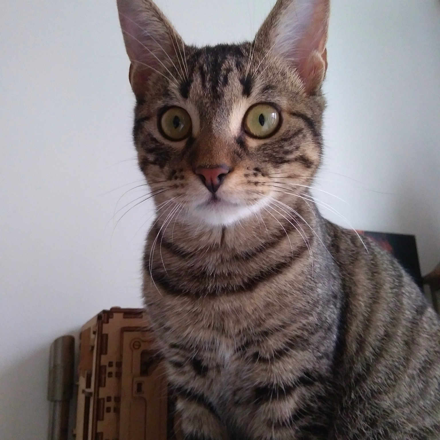 Fifi