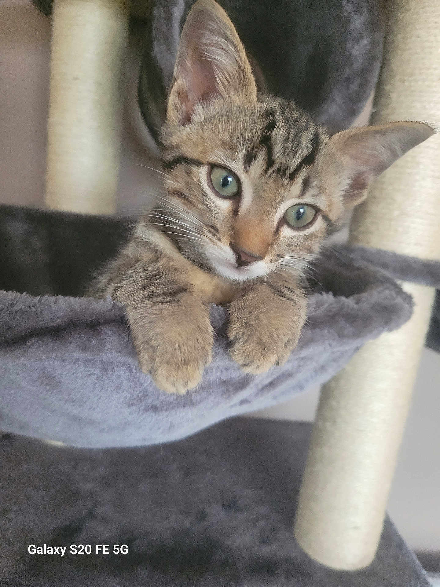 Tigrou a rejoint le concours — aidez-le/la à gagner de superbes lots ! kitten, cat, tabby, pet, animal, cute, feline, eyes, paws, indoor, cat_tree, gray, fur, whiskers, young, curious, resting, closeup, cozy, soft