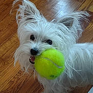 Sissy Lou is registered to the contest to win money with this photo: animal, black_nose, close_up, cute, dog, domestic_animal, ears, friendly, fur, happy, indoor, looking_up, mouth, pet, playful, small_dog, tennis_ball, toy, white_dog, wooden_floor