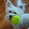 animal, black_nose, close_up, cute, dog, domestic_animal, ears, friendly, fur, happy, indoor, looking_up, mouth, pet, playful, small_dog, tennis_ball, toy, white_dog, wooden_floor