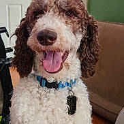 Jax joined the competition — help win amazing prizes! brown_and_white, canine, close_up, collar, couch, curly_fur, dog, domestic_pet, door, floor, friendly, happy, household, indoor, living_room, pet_tag, smiling, tongue_out, wall_art, wooden_floor