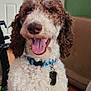 brown_and_white, canine, close_up, collar, couch, curly_fur, dog, domestic_pet, door, floor, friendly, happy, household, indoor, living_room, pet_tag, smiling, tongue_out, wall_art, wooden_floor