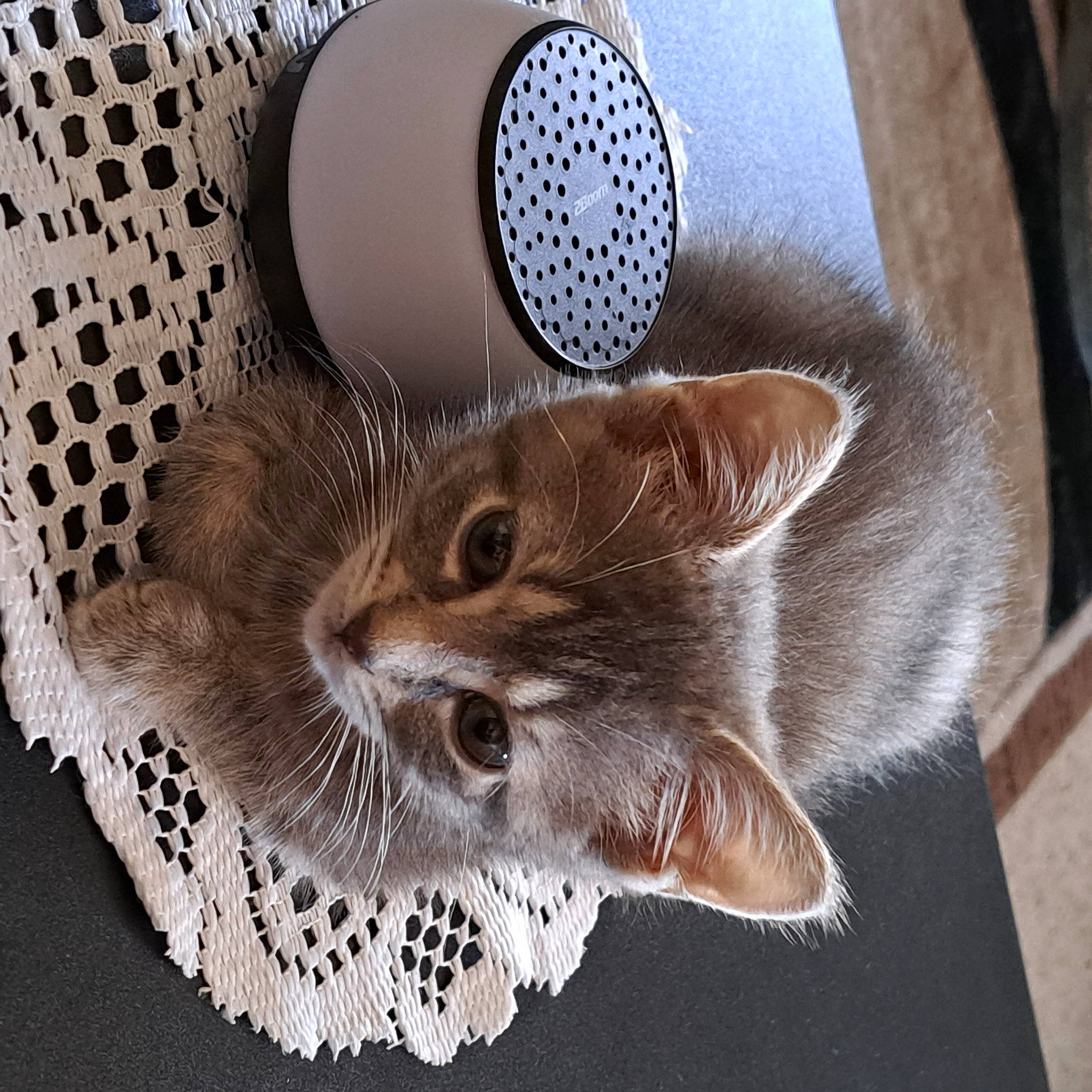 Luna joined the competition — help win amazing prizes! audio_equipment, carnivore, cat, cat_supply, circle, claw, domestic_short_haired_cat, ear, fashion_accessory, felidae, fur, mesh, pattern, paw, small_to_medium_sized_cats, snout, tail, textile, whiskers