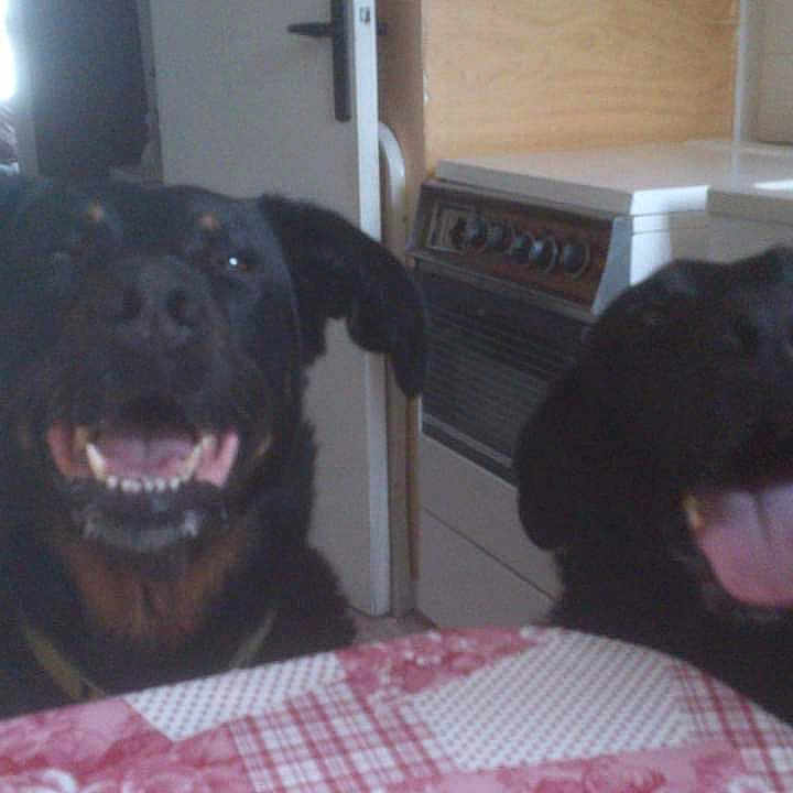 Futée participe au concours pour gagner de l'argent avec cette photo : animal, appliance, bodypart, canine, device, dog, electricaldevice, face, head, indoors, kitchen, labradorretriever, microwave, mouth, oven, person, pet, plant, pottedplant, puppy