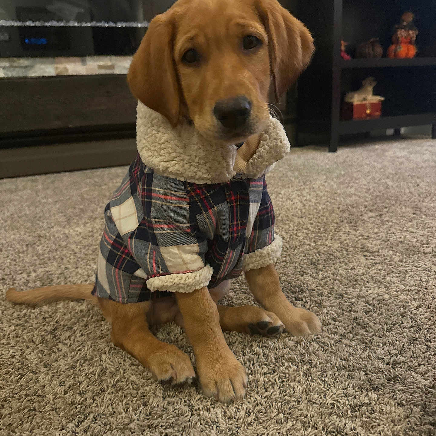 Murphy is registered to the contest to win money with this photo: animal, architecture, box, building, cabinet, canine, clothing, couch, dog, furniture, goldenretriever, hound, indoors, interiordesign, labradorretriever, livingroom, pet, puppy, room, shorts
