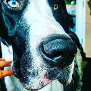 Odin joined the competition — help win amazing prizes! dog, close_up, heterochromia, nose, whiskers, black_and_white, pet, animal, indoor, fur, face, heterochromatic_eyes, canine, portrait, domestic_animal, friendly, snout, hand, attention, curious