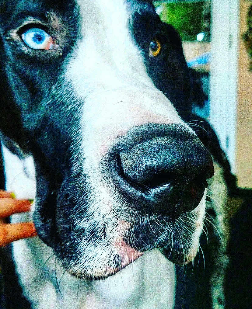 Odin