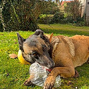 Ouchka a rejoint le concours — aidez-le/la à gagner de superbes lots ! dog, canine, grass, plastic_bottle, ball, collar, outdoor, garden, sunlight, paws, face, playful, chewing, fur, pet, backyard, leaf, toy, muzzle, relaxing