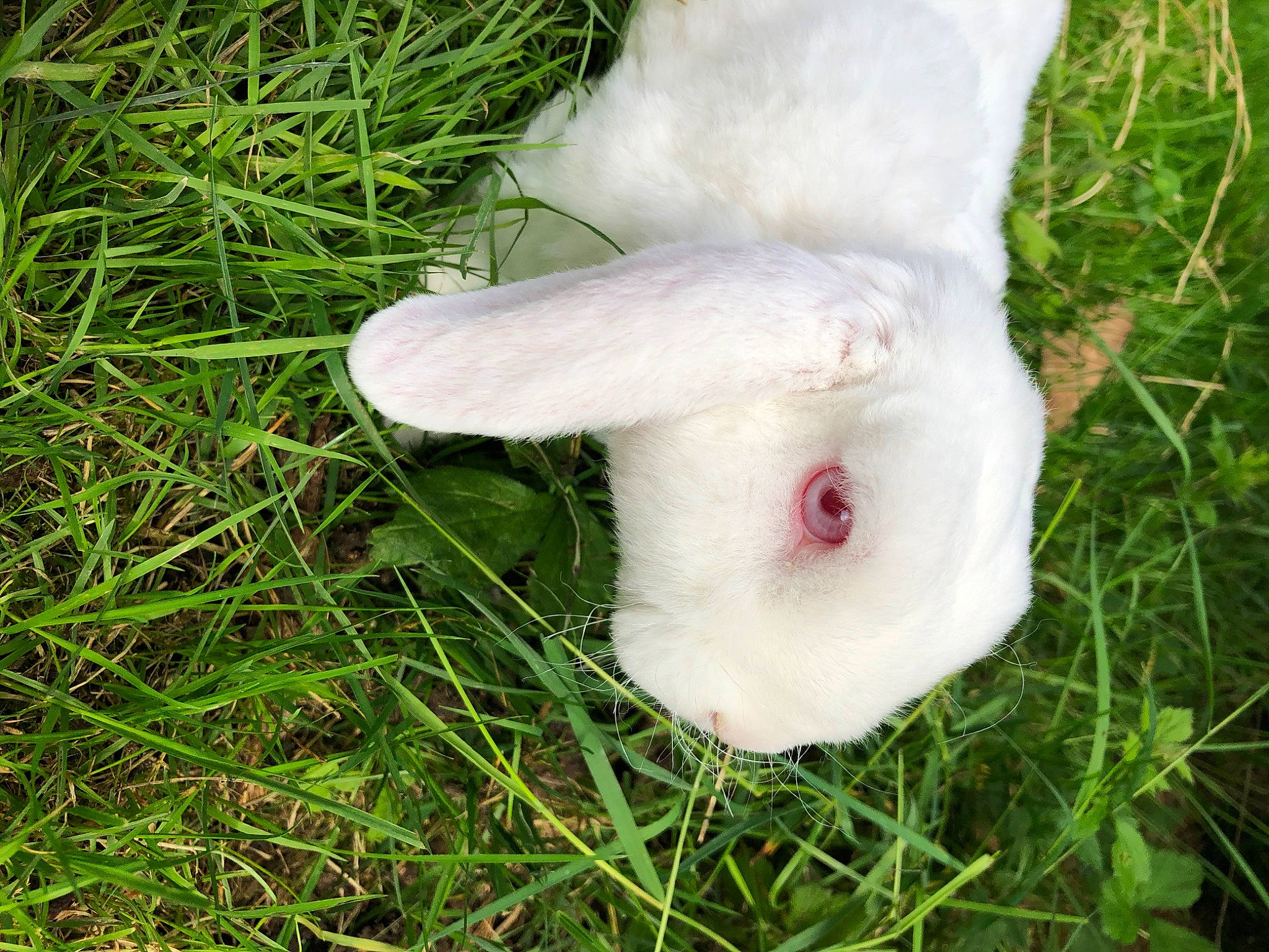 ève participe au concours pour gagner de l'argent avec cette photo : domestic_rabbit, ear, fawn, fur, grass, hare, plant, rabbit, rabbits_and_hares