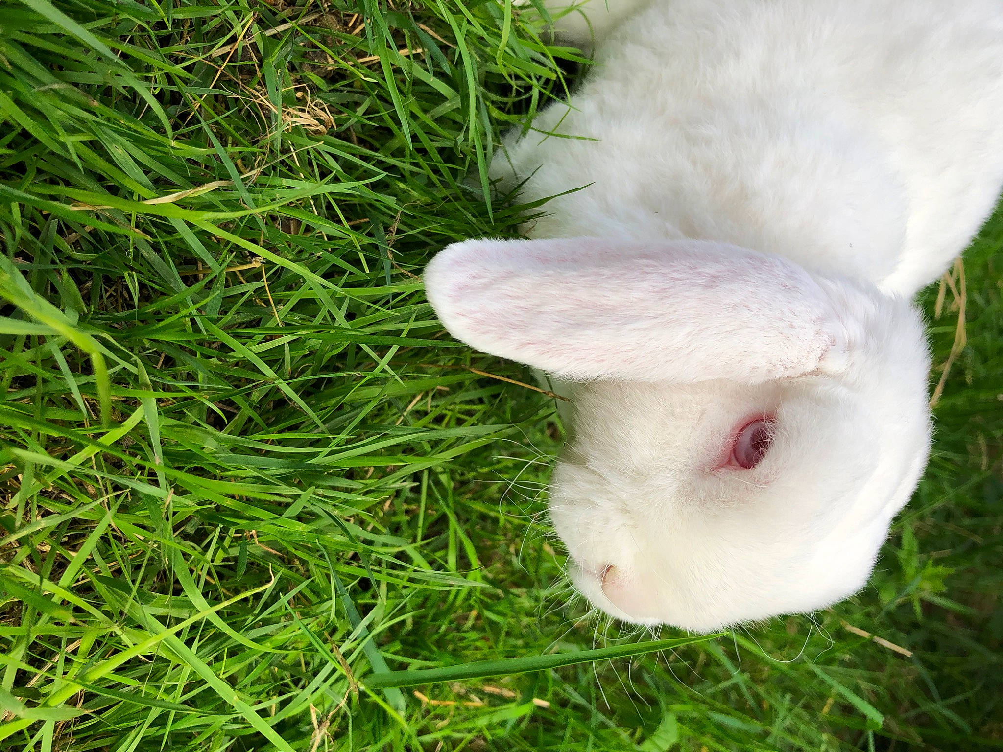ève participe au concours pour gagner de l'argent avec cette photo : domestic_rabbit, ear, easter_bunny, fur, grass, hare, nose, plant, rabbit, rabbits_and_hares