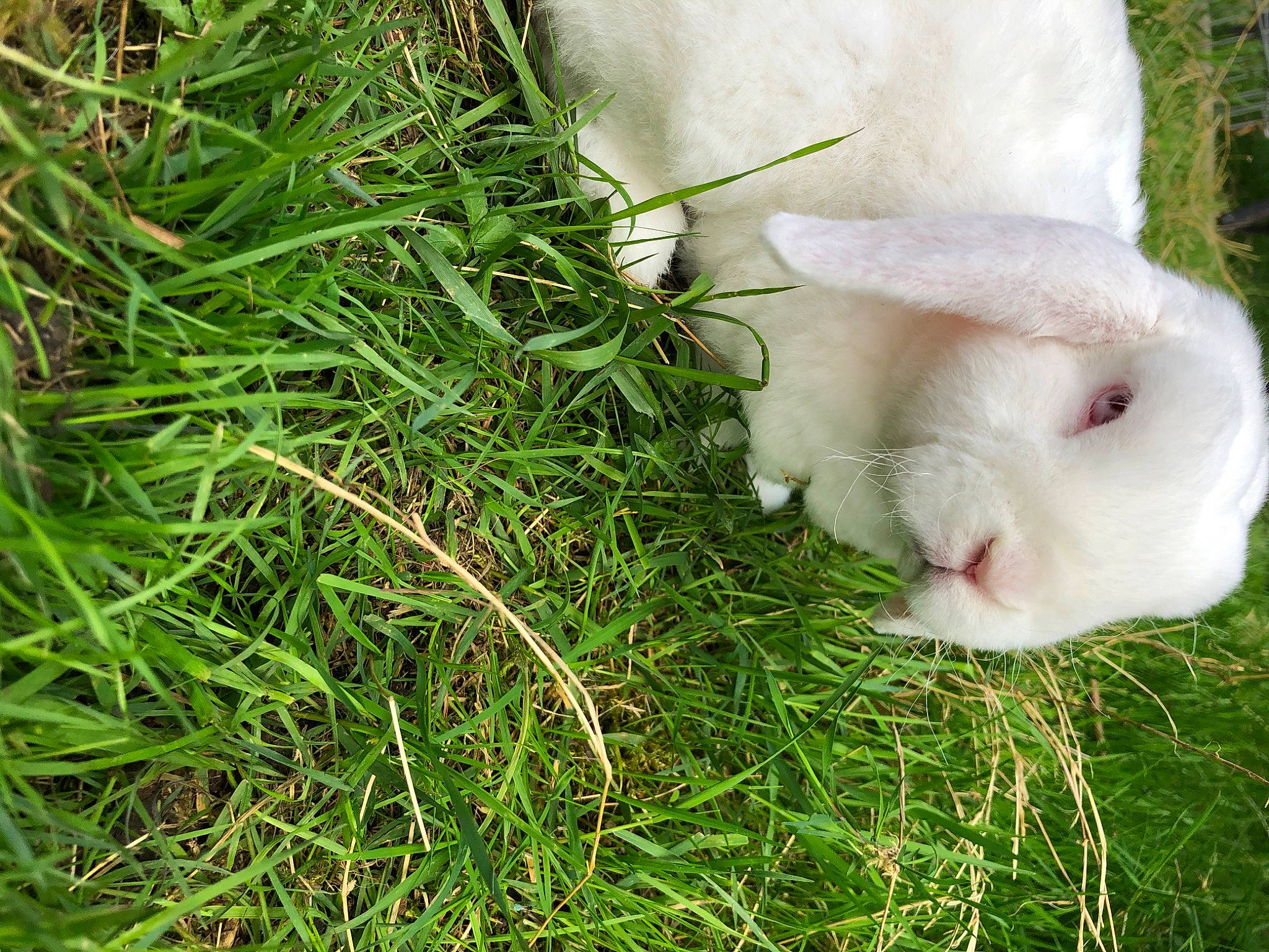 ève a rejoint le concours — aidez-le/la à gagner de superbes lots ! domestic_rabbit, ear, easter_bunny, fodder, grass, guinea_pig, hare, nose, pasture, plant, rabbit, rabbits_and_hares, skin, snout, whiskers