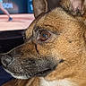 animal, attention, blurred_background, brown_dog, close_up, companion, couch, dog, ears, eyes, face, furry, home, indoor, pet, portrait, relaxation, sports, television, tennis