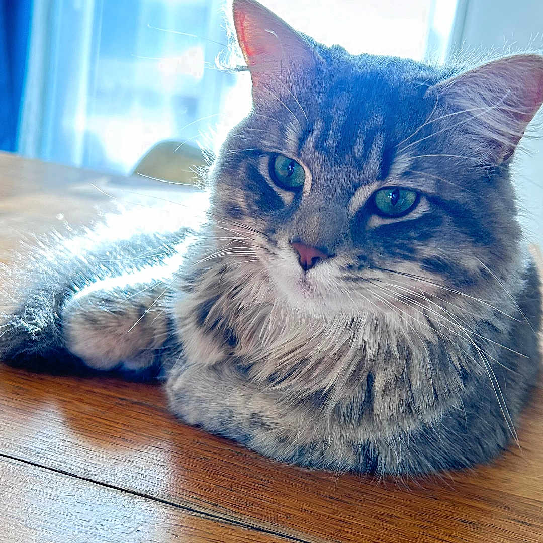 Okarun a rejoint le concours — aidez-le/la à gagner de superbes lots ! cat, tabby, fluffy, pet, animal, indoor, wooden_table, relaxed, feline, ears, whiskers, face, eyes, fur, sunlight, window, curtains, home, resting, closeup