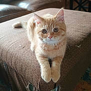 Max is registered to the contest to win money with this photo: cat, orange_tabby, pet, animal, feline, cute, indoor, living_room, furniture, ottoman, cozy, relaxed, whiskers, ears, eyes, paws, fur, home, domestic, resting