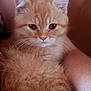 Max is registered to the contest to win money with this photo: kitten, cat, orange_cat, fluffy, pet, animal, cute, fur, whiskers, ears, tail, resting, indoor, closeup, domestic_animal, young, mammal, feline, cuddle, person_arm