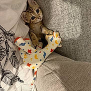 Grisette participe au concours pour gagner de l'argent avec cette photo : kitten, cat, toy, stuffed_animal, giraffe, cushion, blanket, fabric, cozy, indoor, pet, cute, playful, animal, fur, small, soft, resting, comfort, home