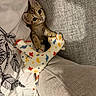kitten, cat, toy, stuffed_animal, giraffe, cushion, blanket, fabric, cozy, indoor, pet, cute, playful, animal, fur, small, soft, resting, comfort, home
