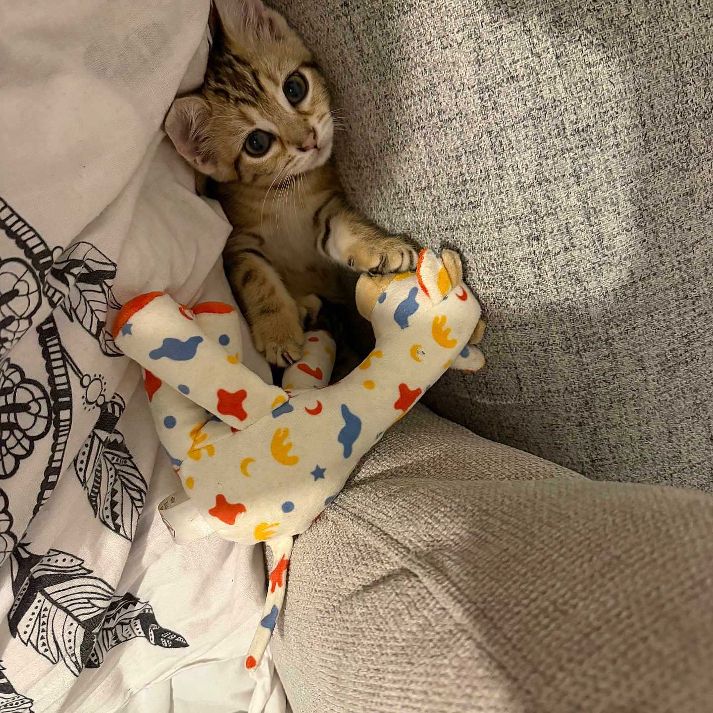 Grisette participe au concours pour gagner de l'argent avec cette photo : kitten, cat, toy, stuffed_animal, giraffe, cushion, blanket, fabric, cozy, indoor, pet, cute, playful, animal, fur, small, soft, resting, comfort, home