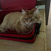 Gus joined the competition — help win amazing prizes! cat, orange_tabby, suitcase, red, wooden_table, feline, fur, indoors, pet, resting, cozy, sleepy, table, domestic_animal, whiskers, ears, tail, household, relaxed, furniture