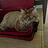 cat, orange_tabby, suitcase, red, wooden_table, feline, fur, indoors, pet, resting, cozy, sleepy, table, domestic_animal, whiskers, ears, tail, household, relaxed, furniture