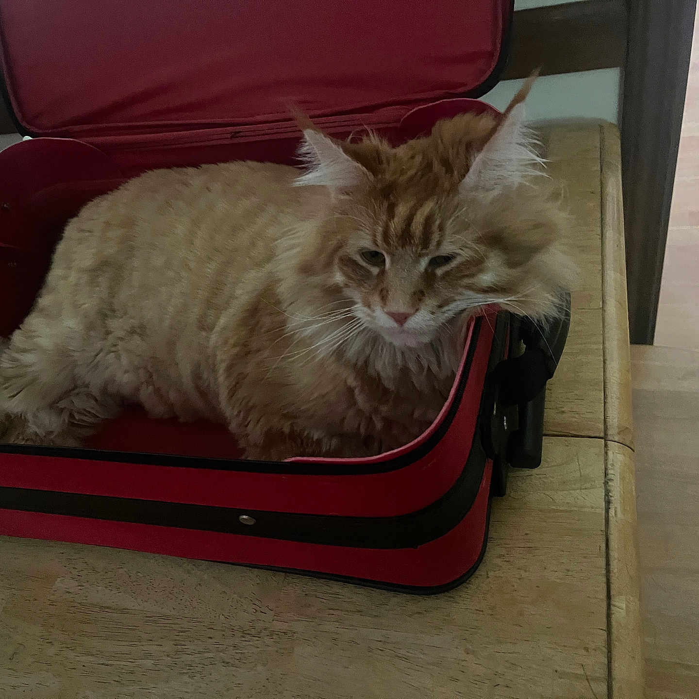 Gus