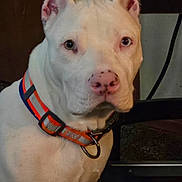 Ghost joined the competition — help win amazing prizes! dog, white_dog, close_up, collar, pet, indoor, animal, canine, pink_nose, reflective_collar, portrait, ears, face, fur, looking, domestic_animal, companion, alert, mammal, house_pet