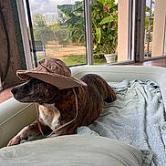 Maïky participe au concours pour gagner de l'argent avec cette photo : dog, brindle, hat, bed, blanket, pillow, indoor, window, glass_door, plant, greenery, relaxed, pet, canine, resting, cozy, sunhat, daylight, nature, home