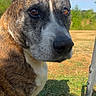 Maïky participe au concours pour gagner de l'argent avec cette photo : dog, brindle, outdoor, grass, blue_sky, pet, animal, canine, close_up, curious, sitting, nature, sunlight, paw, heart_doodle, sparkle_doodle, summer, daytime, field, portrait