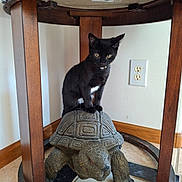 Milo joined the competition — help win amazing prizes! animal, black_cat, cat, companion, corner, curious, decorative_object, feline, floor_tile, home_interior, indoor, legs, pet, playful, sitting, small, statue, turtle_statue, wall_outlet, wooden_table