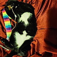 Milo is registered to the contest to win money with this photo: animal, black_and_white, cat, colorful, cozy, cute, fabric, fur, indoor, lying_down, mischievous, paw, pet, playing, rainbow, relaxed, soft, textured, toy, whiskers