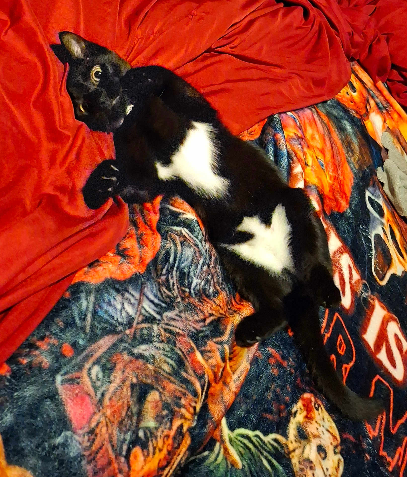 Milo