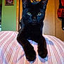 Milo is registered to the contest to win money with this photo: animal, black_cat, cat, closeup, decor, domestic_animal, ears, feline, furniture, home_interior, indoor, looking_at_camera, paws, pet, portrait, relaxed, striped_bedspread, whiskers, wooden_door, yellow_eyes