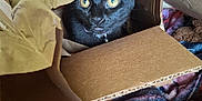 Milo joined the competition — help win amazing prizes! animal, black_cat, blanket, cardboard_box, cat, closeup, collar, cozy, crumpled_paper, curious, ears, feline, fur, home, indoor, pet, playful, soft_texture, whiskers, yellow_eyes