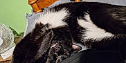 Milo is registered to the contest to win money with this photo: animal, bed, black_and_white, cat, claws, comfort, cozy, fan, feline, fur, home, indoor, napping, pet, pillow, relaxed, sleepy, stretching, whiskers, wooden_headboard