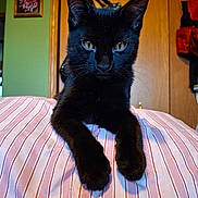 Milo joined the competition — help win amazing prizes! cat, black_cat, pet, indoor, striped_fabric, paws, yellow_eyes, wooden_door, green_wall, framed_picture, furniture, animal, mammal, closeup, portrait, feline, resting, curious, domestic_cat, house