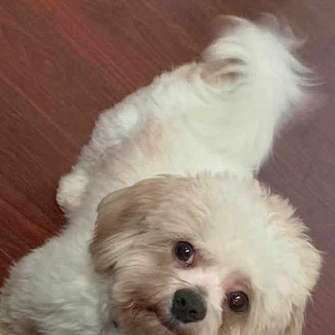 Gizmo joined the competition — help win amazing prizes! adorable, animal, canine, companion, curly_tail, cute, dog, domestic_animal, eyes, face, fluffy, friendly, fur, indoor, looking_up, pet, small_dog, standing, white_dog, wooden_floor