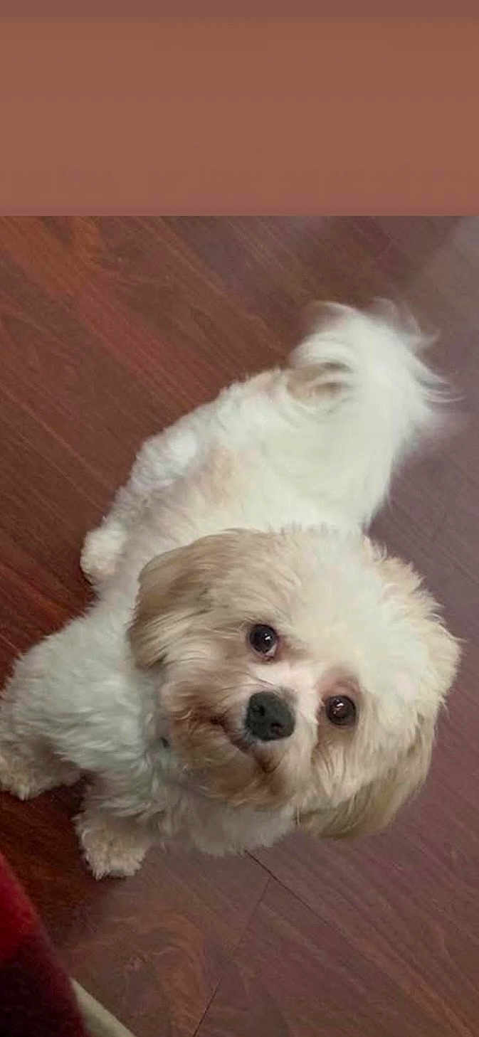 Gizmo