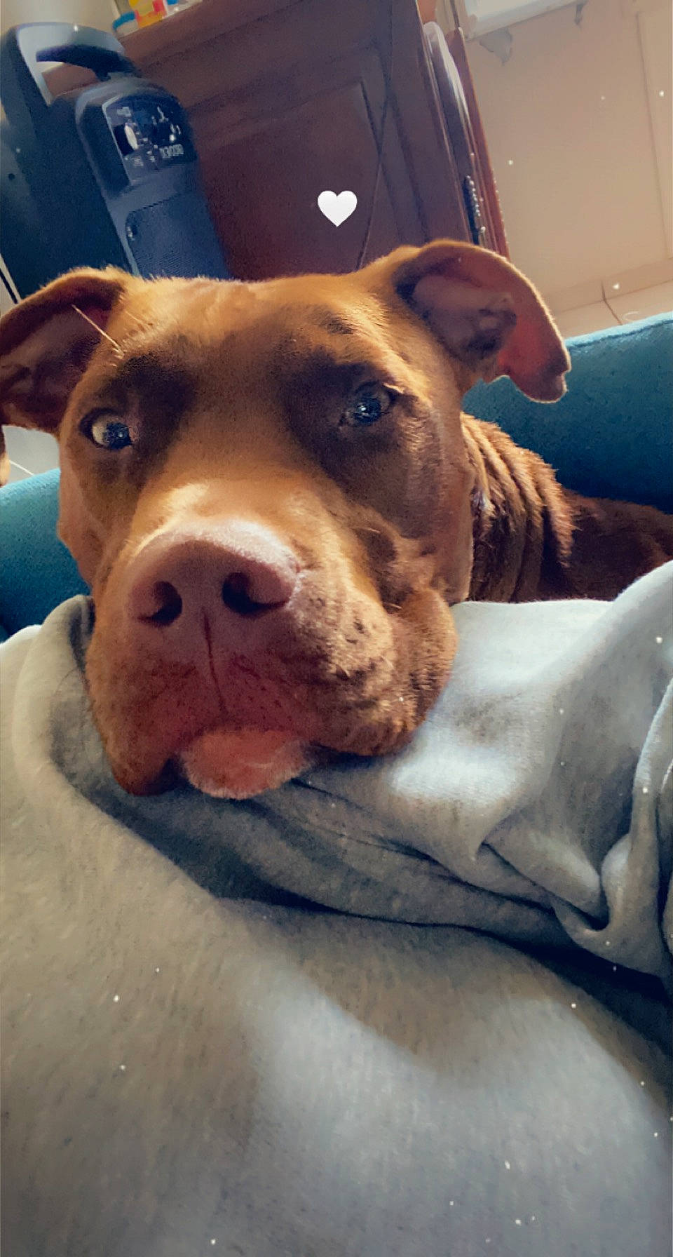 Choco a rejoint le concours — aidez-le/la à gagner de superbes lots ! automotive_lighting, canidae, carnivore, collar, comfort, companion_dog, dog, dog_breed, dog_supply, ear, fawn, fur, guard_dog, mammal, pet_supply, snout, sporting_group, vehicle_door, whiskers, working_animal