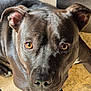 dog, black_dog, pet, canine, close_up, face, ears, eyes, fur, animal, lying_down, floor, curious, looking_up, snout, whiskers, indoors, portrait, companion, friendly