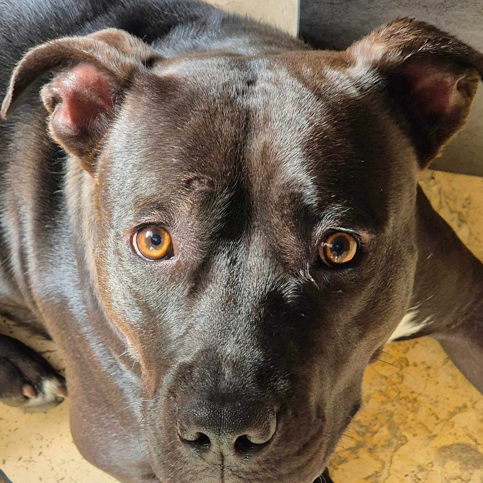 Valka Ou Valkounette a rejoint le concours — aidez-le/la à gagner de superbes lots ! animal, black_dog, canine, close_up, companion, curious, dog, ears, eyes, face, floor, friendly, fur, indoors, looking_up, lying_down, pet, portrait, snout, whiskers