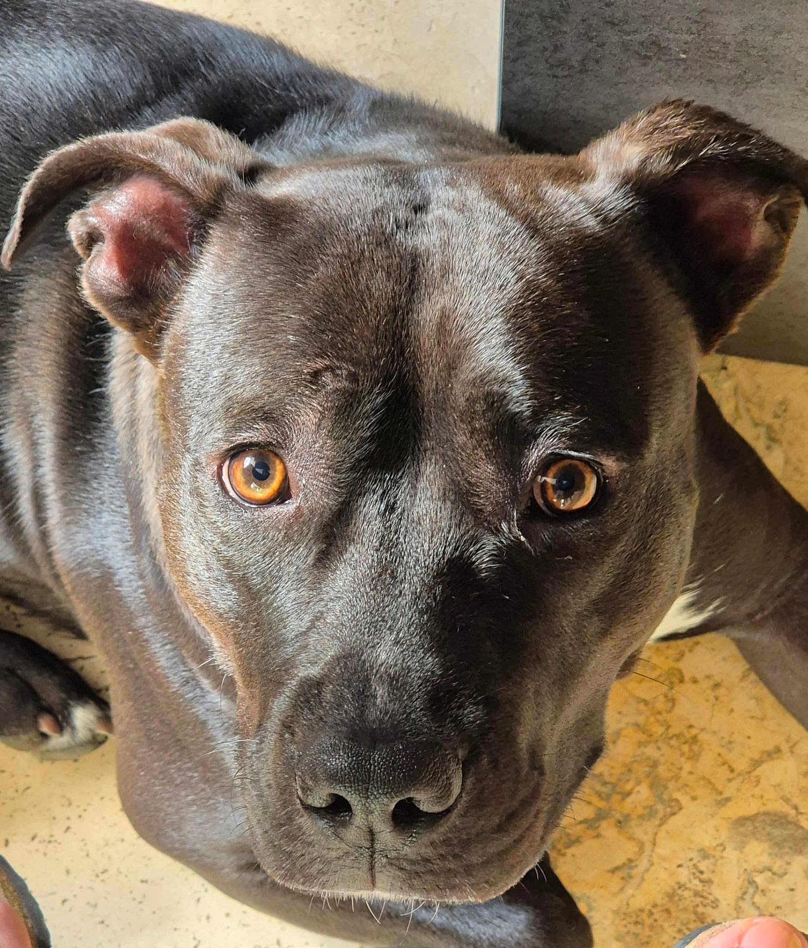 Valka Ou Valkounette a rejoint le concours — aidez-le/la à gagner de superbes lots ! dog, black_dog, pet, canine, close_up, face, ears, eyes, fur, animal, lying_down, floor, curious, looking_up, snout, whiskers, indoors, portrait, companion, friendly