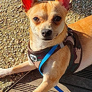 Uno a rejoint le concours — aidez-le/la à gagner de superbes lots ! accessories, animal, canine, chihuahua, dog, harness, hound, leash, path, pet, puppy, road, rock, sidewalk, slate, strap, walkway, water, waterfront, whitedog