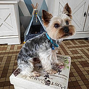 Futé a rejoint le concours — aidez-le/la à gagner de superbes lots ! dog, yorkshire_terrier, pet, indoor, floor, patterned_floor, decorative_box, collar, blue_collar, small_dog, fur, ears, eyes, home, room, furniture, cabinet, wallpaper, geometric_pattern, curious