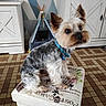 dog, yorkshire_terrier, pet, indoor, floor, patterned_floor, decorative_box, collar, blue_collar, small_dog, fur, ears, eyes, home, room, furniture, cabinet, wallpaper, geometric_pattern, curious