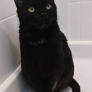 Cosmo joined the competition — help win amazing prizes! animal, bathtub, black_cat, cat, clean, curious, domestic_animal, ears, eyes, feline, fur, indoor, pet, portrait, quiet, sitting, still, tail, whiskers, white_background