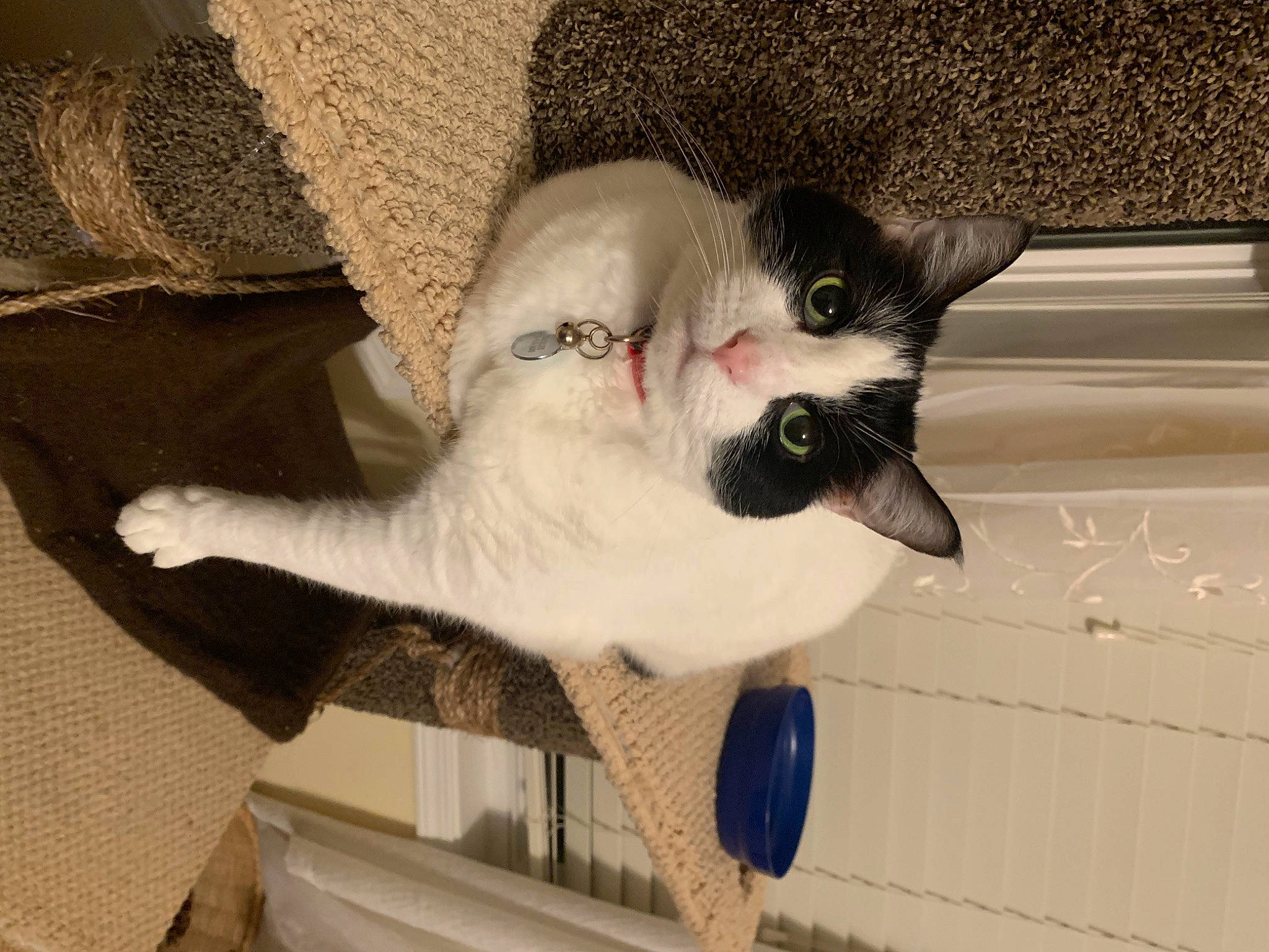 Charlee joined the competition — help win amazing prizes! carnivore, cat, cat_supply, claw, comfort, domestic_short_haired_cat, felidae, fur, paw, small_to_medium_sized_cats, tail, whiskers