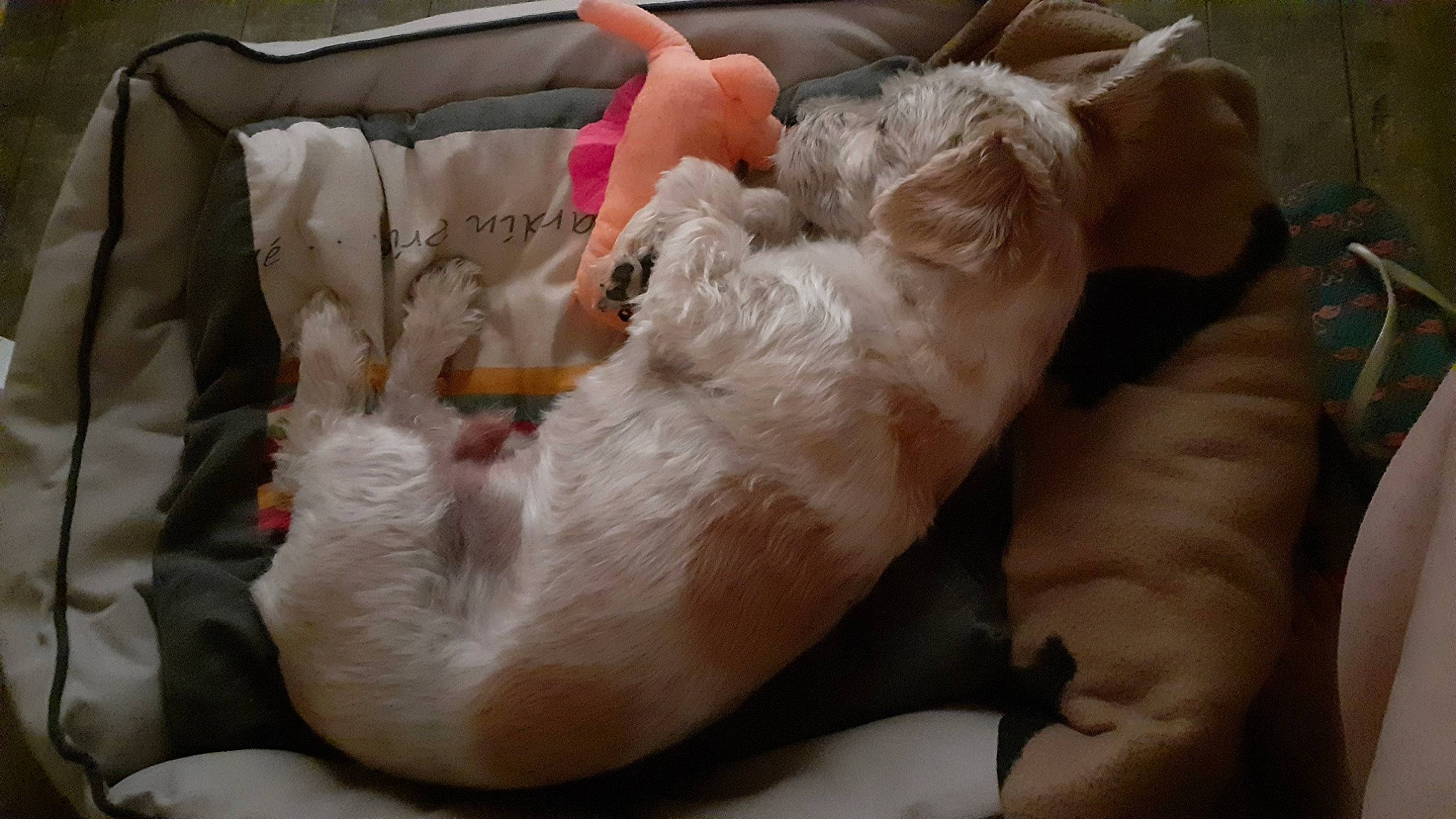 Tcheuby participe au concours pour gagner de l'argent avec cette photo : canidae, carnivore, companion_dog, dog, dog_breed, fawn, hand, leg, nap, non_sporting_group, puppy, sporting_group