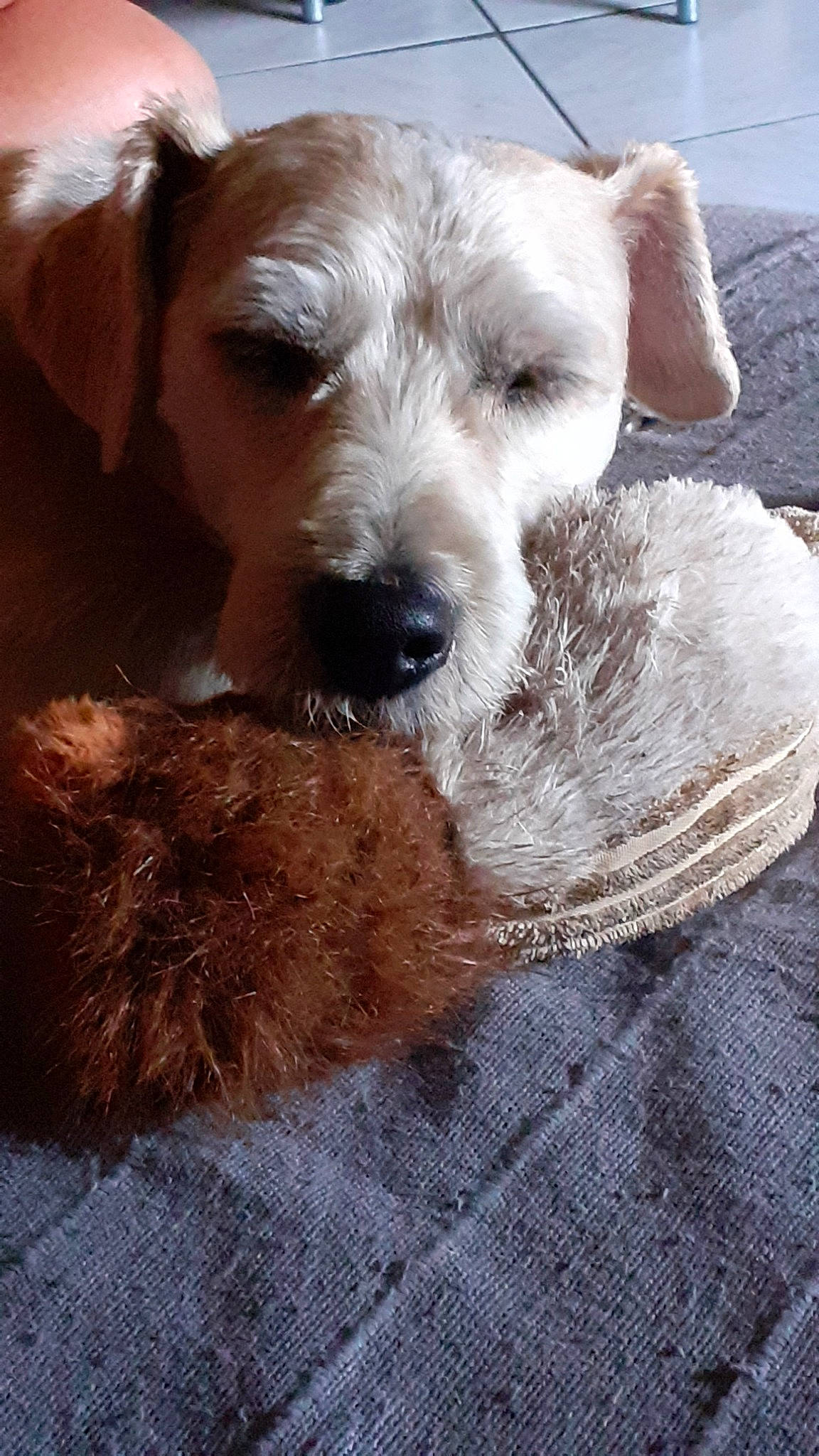 Tcheuby participe au concours pour gagner de l'argent avec cette photo : canidae, carnivore, companion_dog, dog, dog_breed, fox_terrier, irish_soft_coated_wheaten_terrier, irish_terrier, mammal, miniature_schnauzer, puppy, rare_breed_dog, schnauzer, schnoodle, sealyham_terrier, snout, sporting_lucas_terrier, terrier, vertebrate, wire_hair_fox_terrier